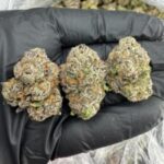 LEMON CHERRY GELATO INDOOR