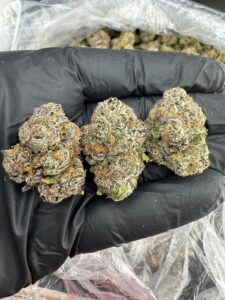 LEMON CHERRY GELATO INDOOR